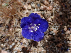 (c) harrier, some rights reserved (CC BY) Phacelia nashiana, photograph (c) harrier, some rights reserved (CC BY)