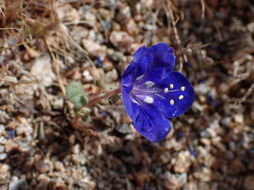 Phacelia nashiana, photograph 3