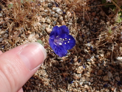 (c) harrier, some rights reserved (CC BY) Phacelia nashiana, photograph (c) harrier, some rights reserved (CC BY)