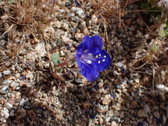 (c) harrier, some rights reserved (CC BY) Phacelia nashiana, photograph (c) harrier, some rights reserved (CC BY)