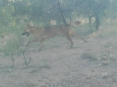 Domestic Dog