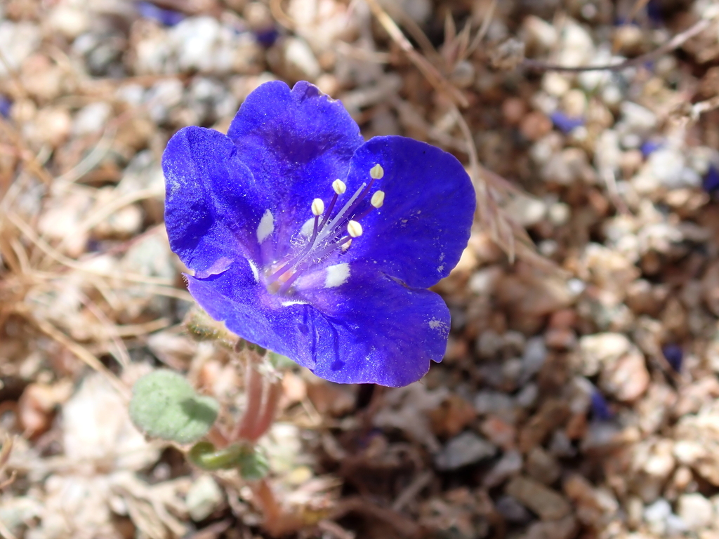 Phacelia nashiana; photograph (c) harrier, some rights reserved (CC BY)