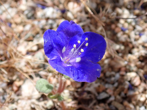 Phacelia nashiana, photograph 1