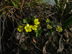 Ranunculus pygmaeus