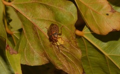 Antiteuchus sepulcralis