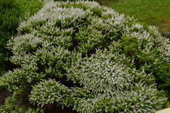 Veronica rakaiensis