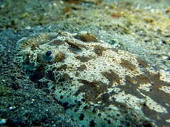 Uranoscopus bicinctus