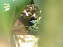 Arremon brunneinucha