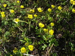 Ranunculus pygmaeus