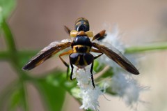 Trichopoda plumipes