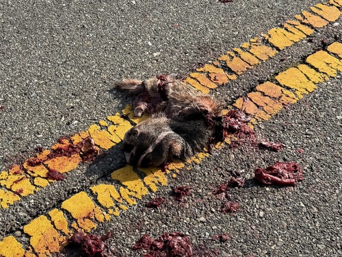 American Badger observed by fieldbio