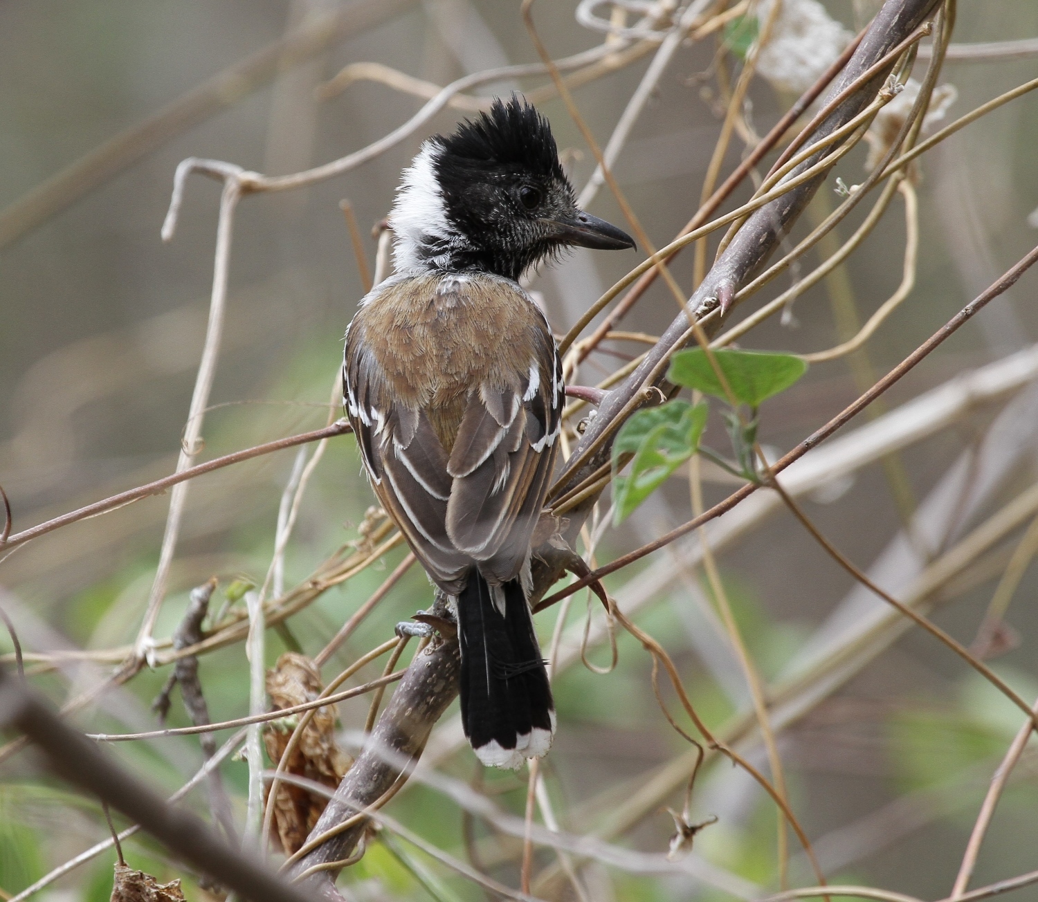 Thamnophilus image
