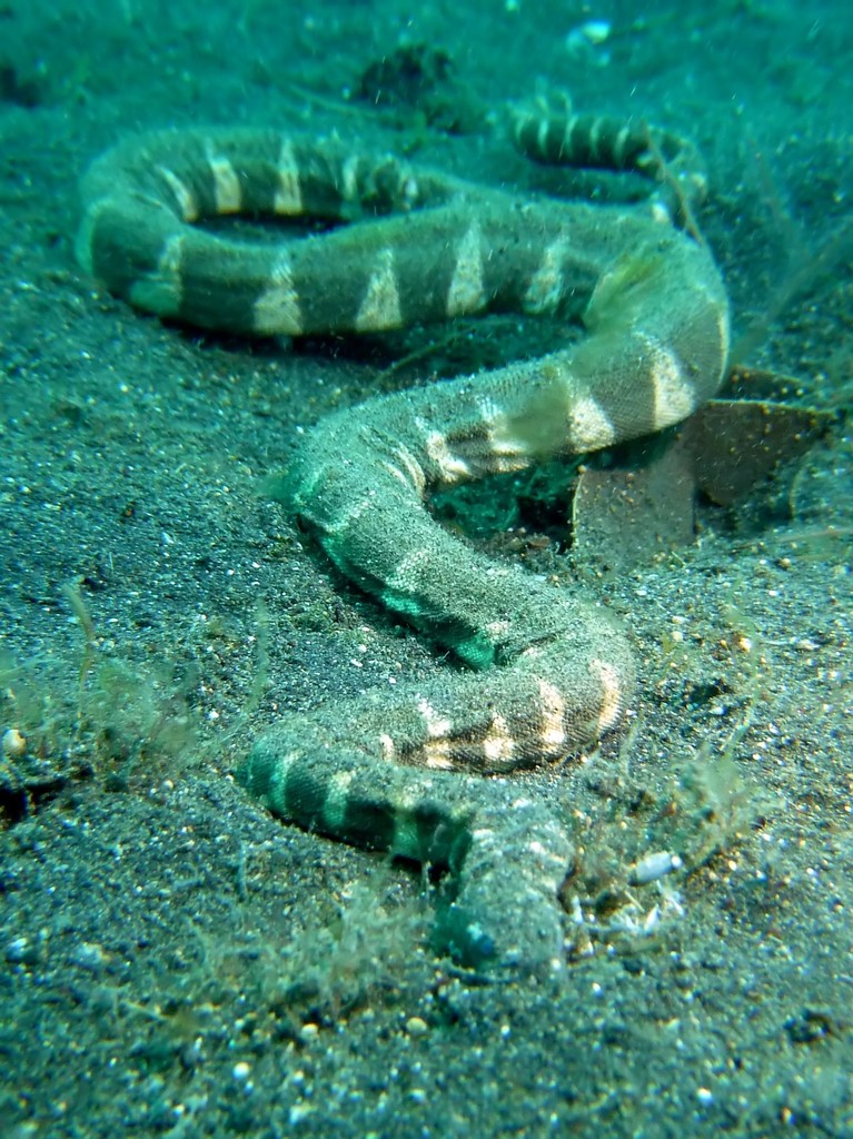 Little File Snake from Lembeh Strait, Indonesia on December 28, 2011 at ...