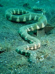 Acrochordus granulatus