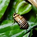 Zebra Cockroach - Photo (c) wildlife_tobago, some rights reserved (CC BY-NC)