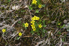 Ranunculus pygmaeus