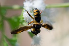 Trichopoda plumipes