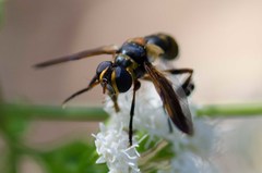 Trichopoda plumipes