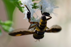 Trichopoda plumipes