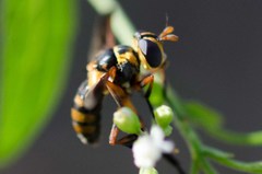 Trichopoda plumipes