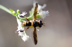 Trichopoda plumipes