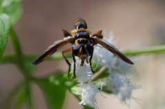 Trichopoda plumipes