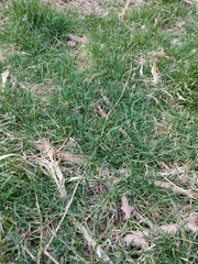 Poaceae