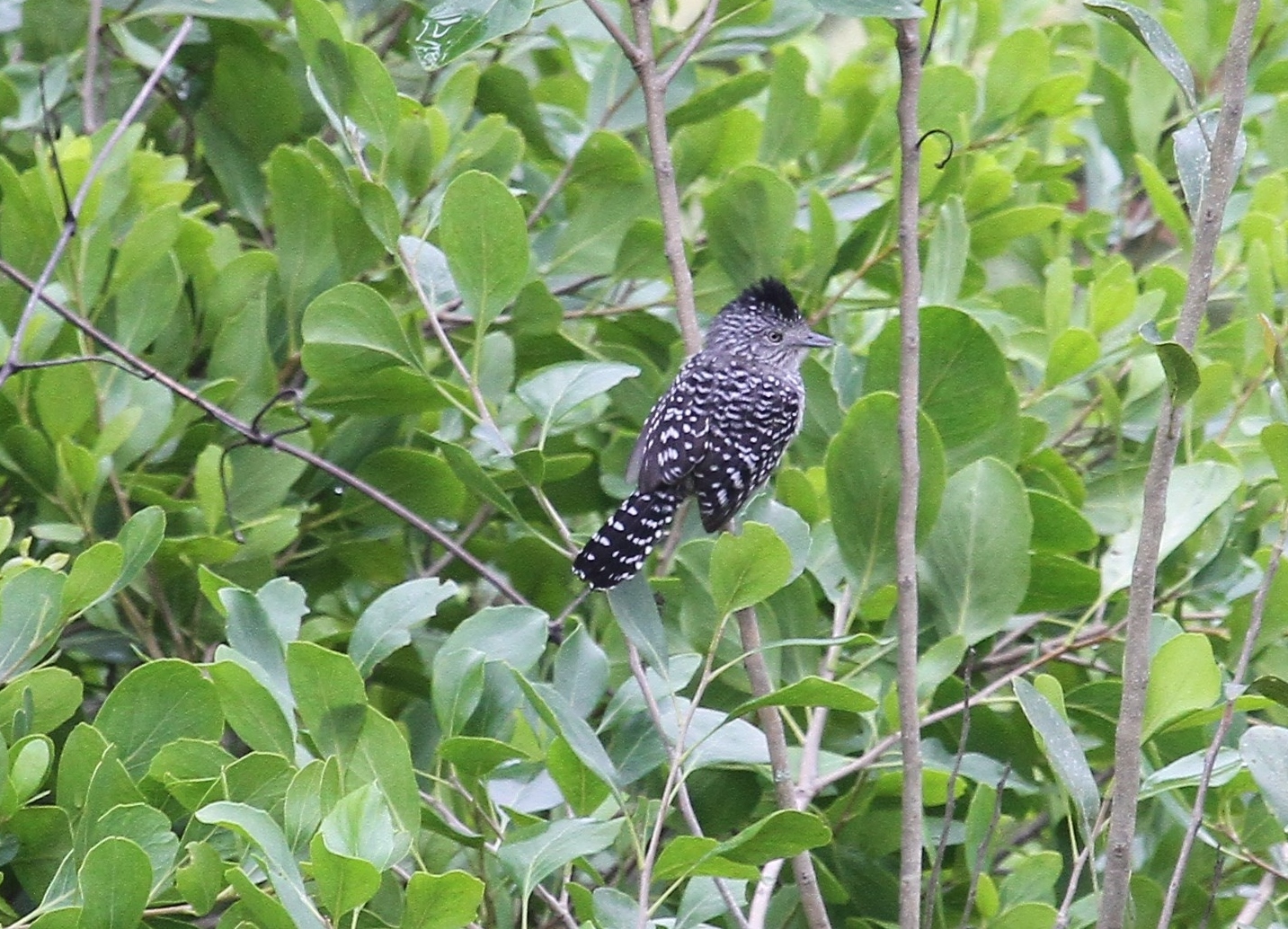 Thamnophilus zarumae image