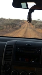 Struthio molybdophanes