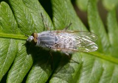 Pandivirilia