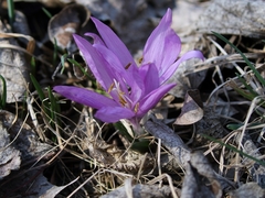 Colchicum bulbocodium