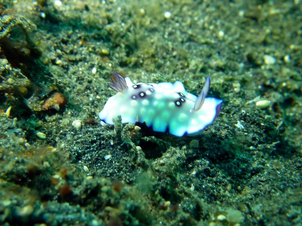 Bus Stop Nudibranch