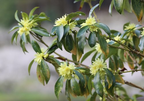 Illicium anisatum iNat (3)