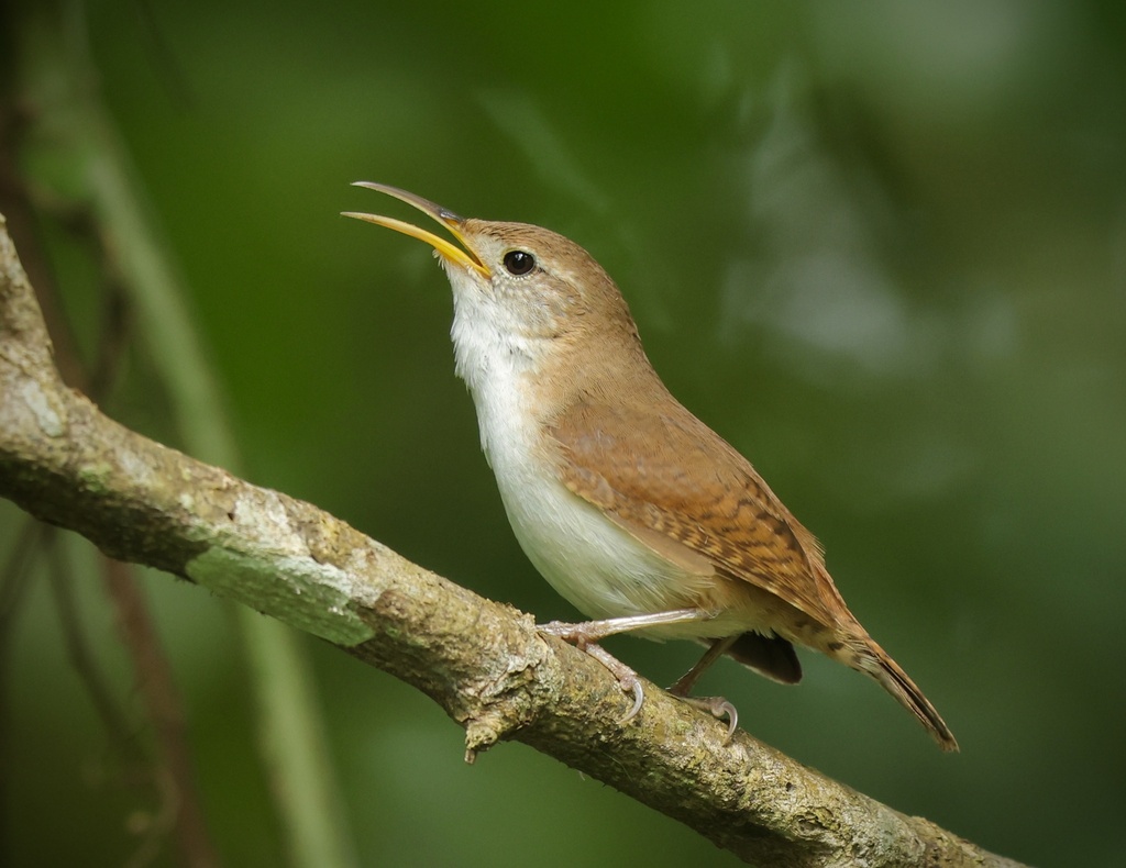 St. Lucia Wren (Troglodytes mesoleucus) photo