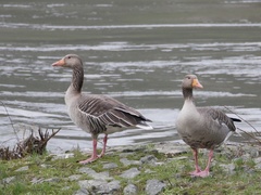 Anser anser