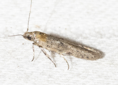 Obithome punctiferella