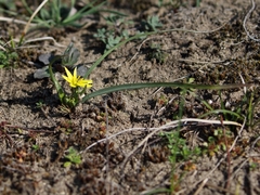 Gagea pusilla