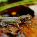 Alpine Newt - Photo (c) Corinna Herr, some rights reserved (CC BY-NC), uploaded by Corinna Herr