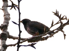 Sturnus vulgaris