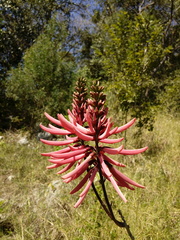Erythrina herbacea