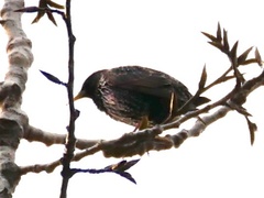 Sturnus vulgaris