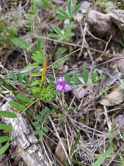 Astragalus nuttallianus