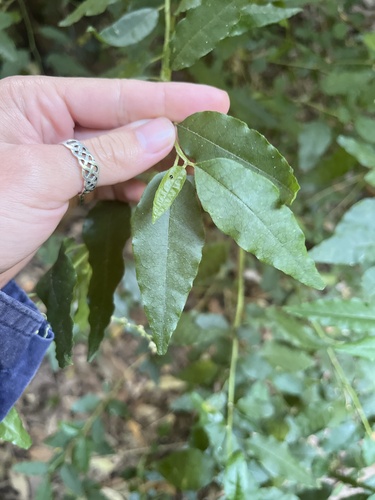 Monococcus echinophorus observed 2026-04-16