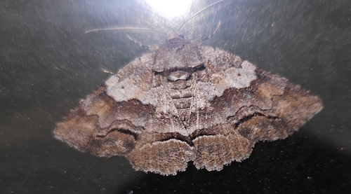 Gray-banded Zale Moth photo 5