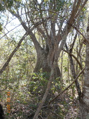 Beaucarnea recurvata