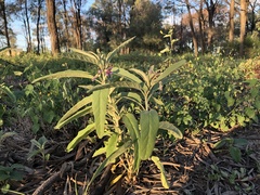 Solanum esuriale