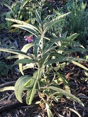 Solanum esuriale