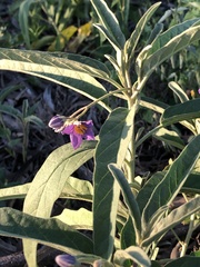Solanum esuriale