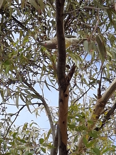 Red Wattlebird