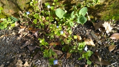 Veronica persica